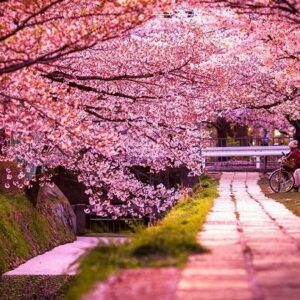 Nhật Bản - Không phải một đất nước màu hồng