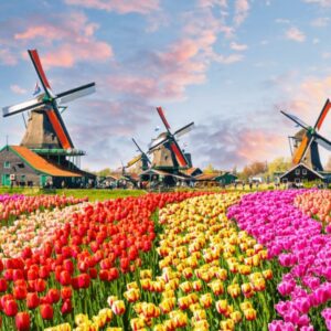 Nguồn gốc hoa Tulip, vì sao Hà Lan lại là xứ hoa Tulip đẹp nhất